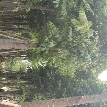 仁面子人面子树苗行道树风景树苗(广东普宁仁面子供应商)