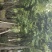 仁面子人面子树苗行道树风景树苗(广东普宁仁面子供应商)