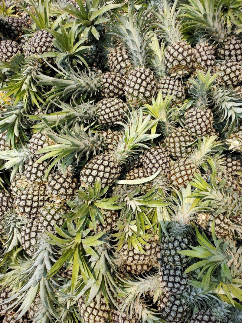 凤梨