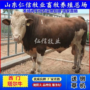种牛质量优全国免费送货买十送一货到付款包成活