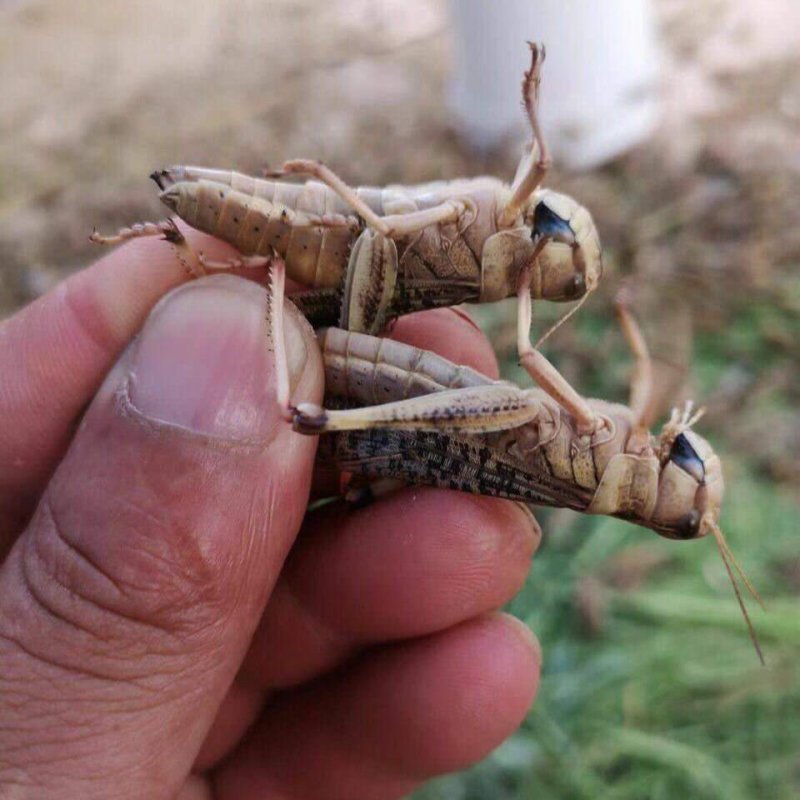 活体蝗虫活体蚂蚱活体蚱蜢画眉鸟宠物食用活虫活体发货