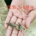 活体蝗虫活体蚂蚱活体蚱蜢画眉鸟宠物食用活虫活体发货