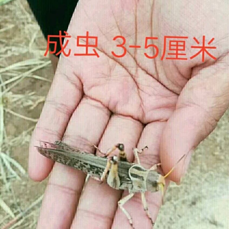 活体蝗虫活体蚂蚱活体蚱蜢画眉鸟宠物食用活虫活体发货