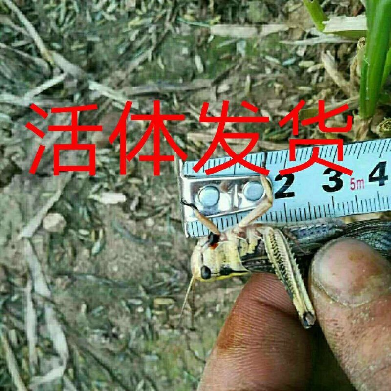 活体蝗虫活体蚂蚱活体蚱蜢画眉鸟宠物食用活虫活体发货