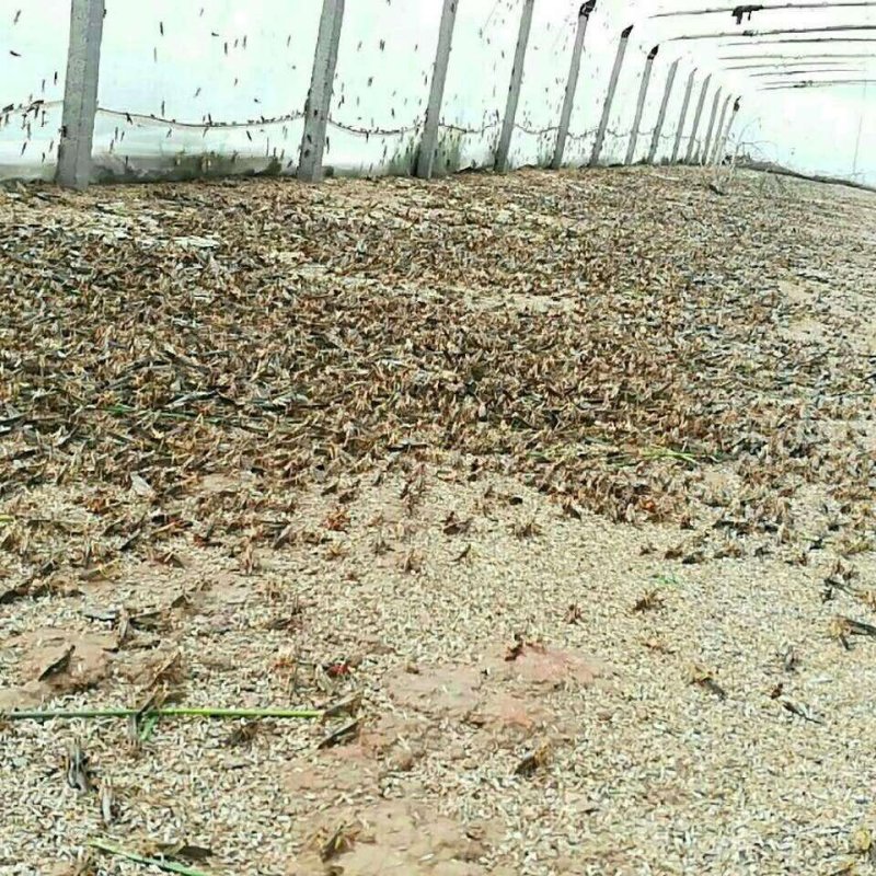 活体蝗虫活体蚂蚱活体蚱蜢画眉鸟宠物食用活虫活体发货