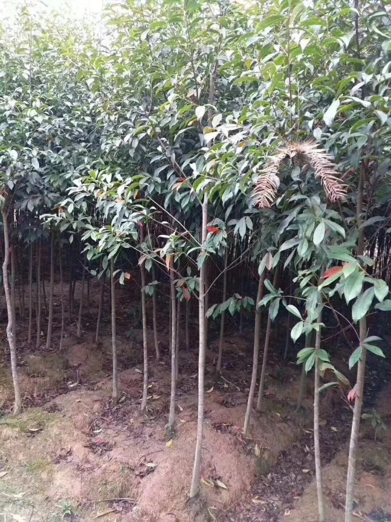 杜英九江市柴桑区清风园林常年供应各种规格苗木