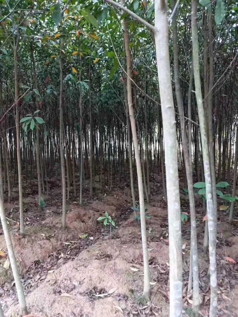杜英九江市柴桑区清风园林常年供应各种规格苗木