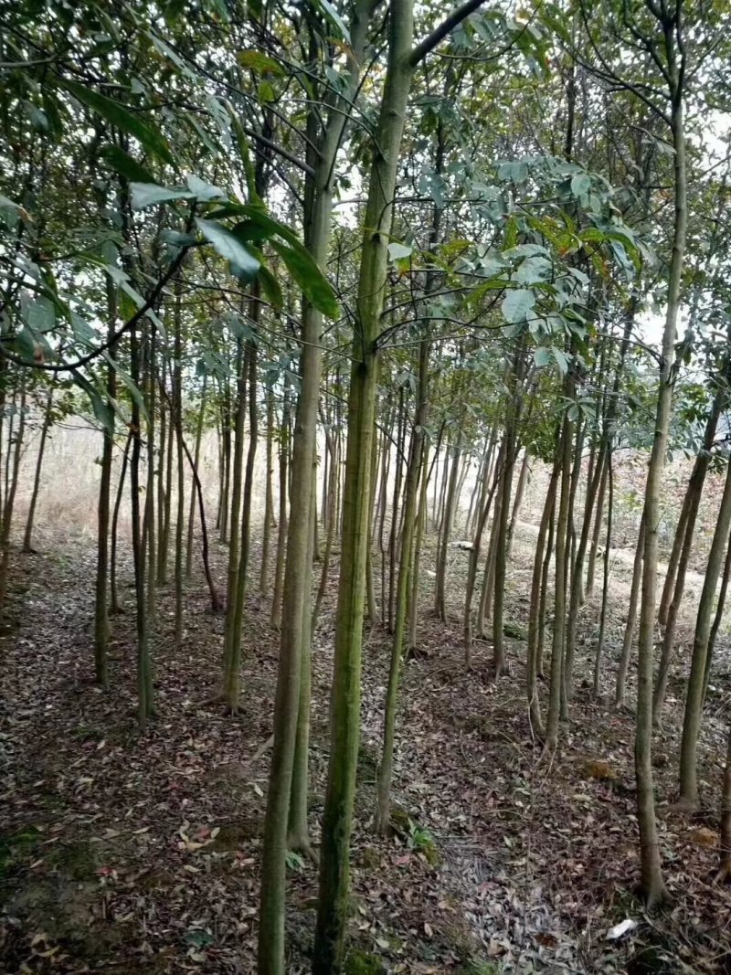 杜英九江市柴桑区清风园林常年供应各种规格苗木