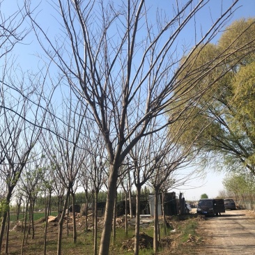 8～15公分合欢，一二级树都有货源，有需要的老板电话联系