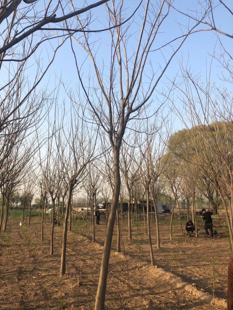 8～15公分合欢，一二级树都有货源，有需要的老板电话联系
