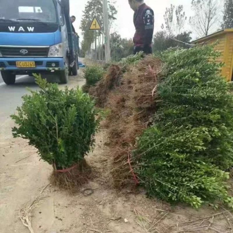 黄杨树苗庭院绿化苗木小叶黄杨苗瓜子黄杨苗盆景常青树苗黄杨