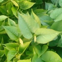 济薯25秧苗