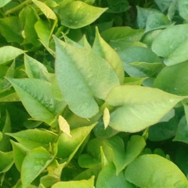 济薯25秧苗