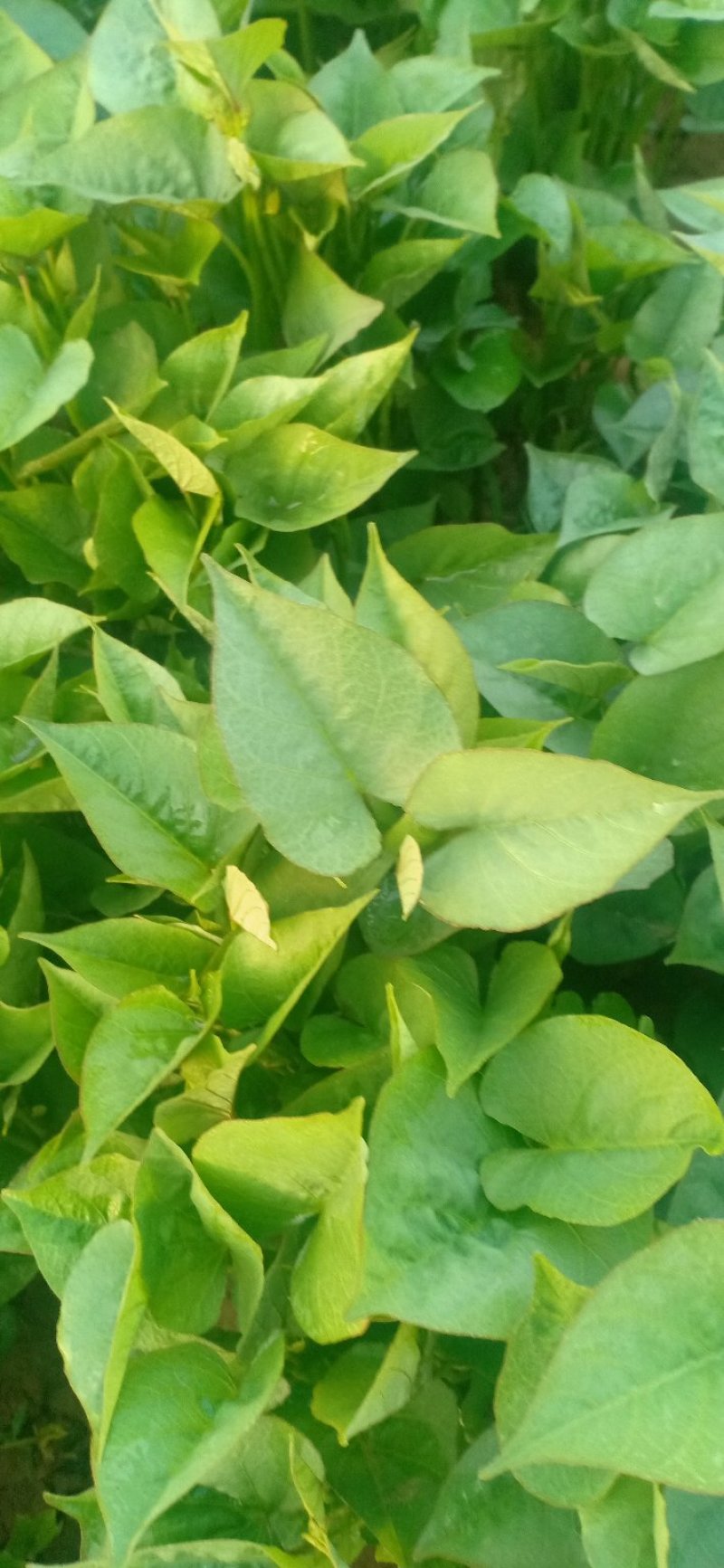 济薯25秧苗