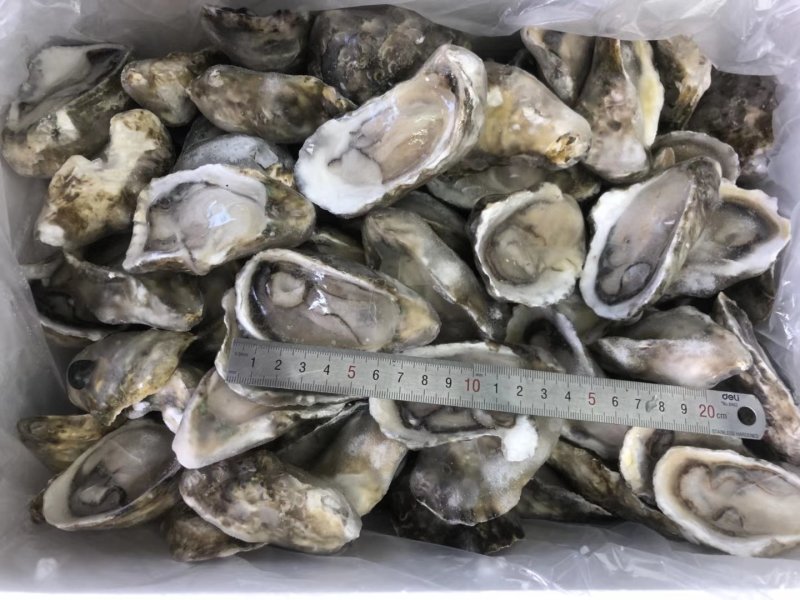 半壳生蚝