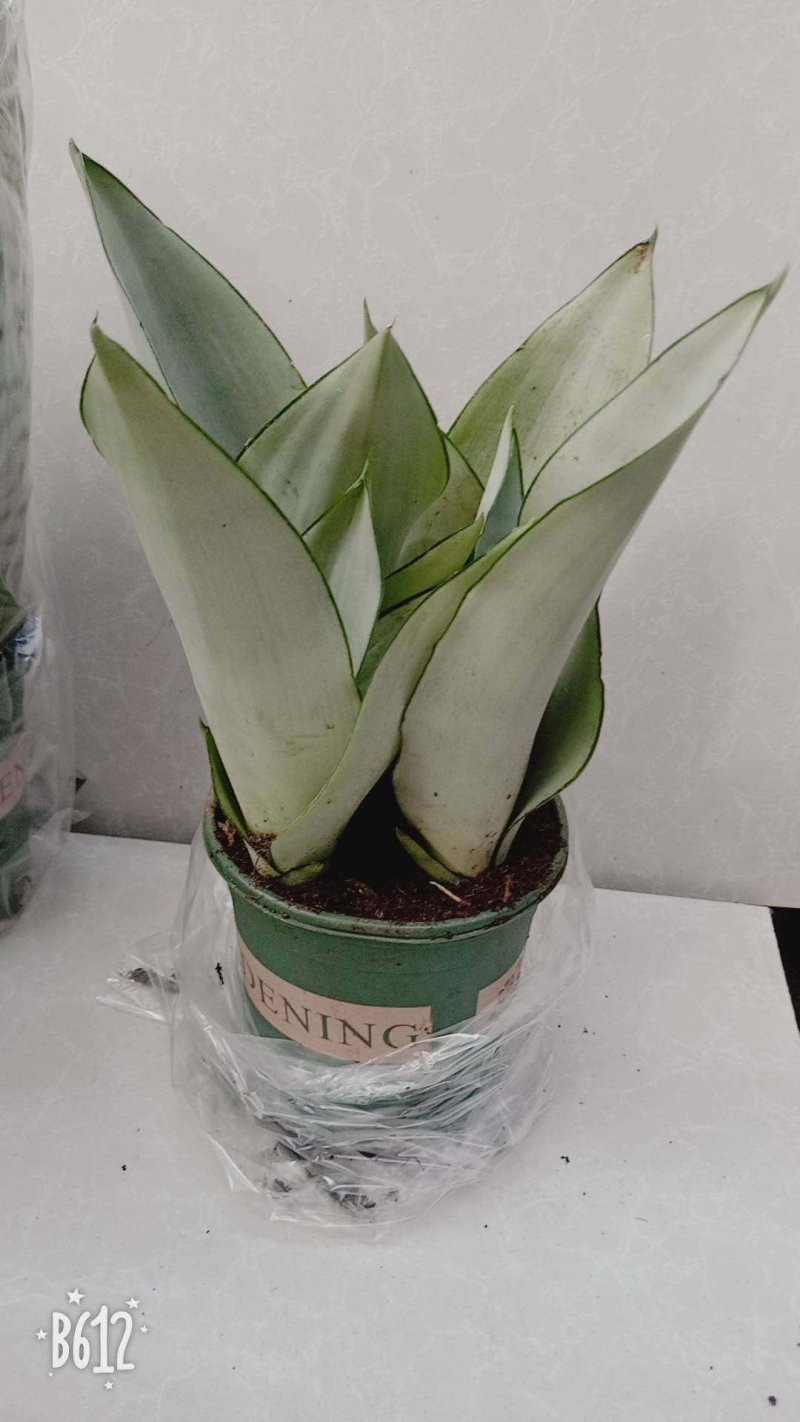 白玉虎皮兰