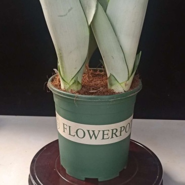 白玉虎皮兰