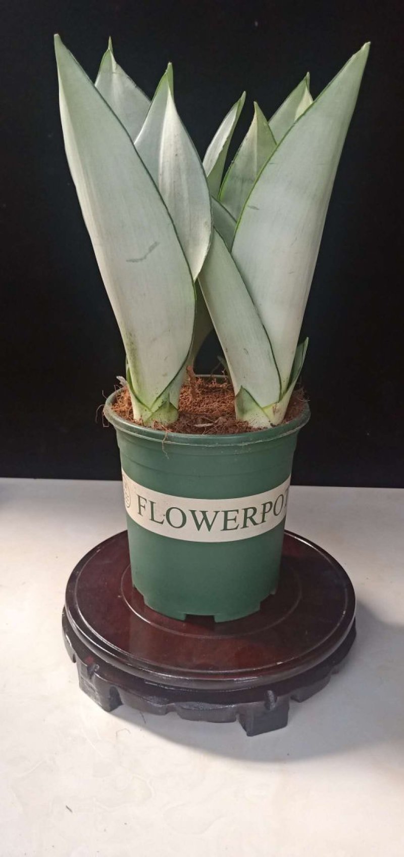 白玉虎皮兰