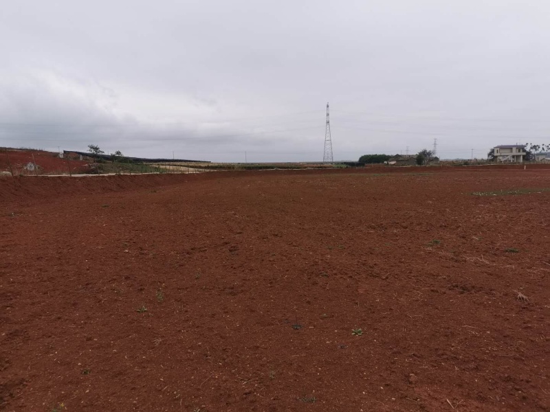 泸西70亩香葱种植用地出租