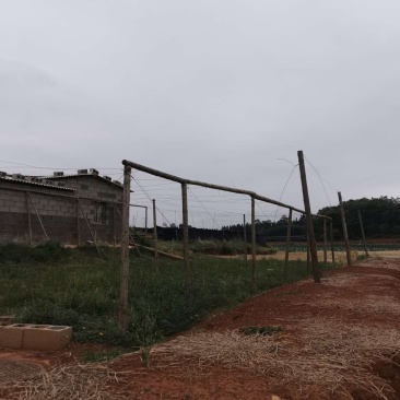 泸西70亩香葱种植用地出租