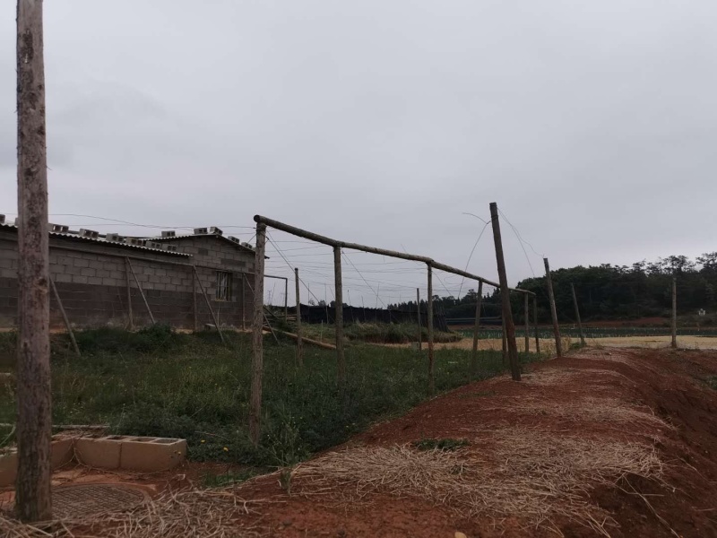 泸西70亩香葱种植用地出租