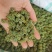 云南文山产品批发三七花价格优势现买现拍照表弟直供