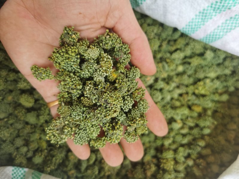 云南文山产品批发三七花价格优势现买现拍照表弟直供
