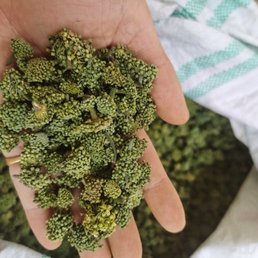 云南文山产品批发三七花价格优势现买现拍照表弟直供