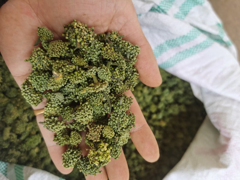 云南文山产品批发三七花价格优势现买现拍照表弟直供
