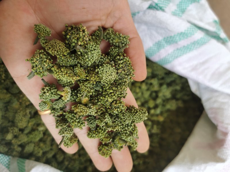 云南文山产品批发三七花价格优势现买现拍照表弟直供