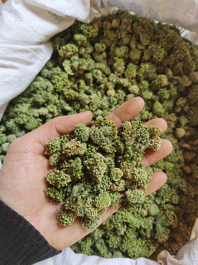 云南文山产品批发三七花价格优势现买现拍照表弟直供
