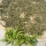 普洱茶茶叶