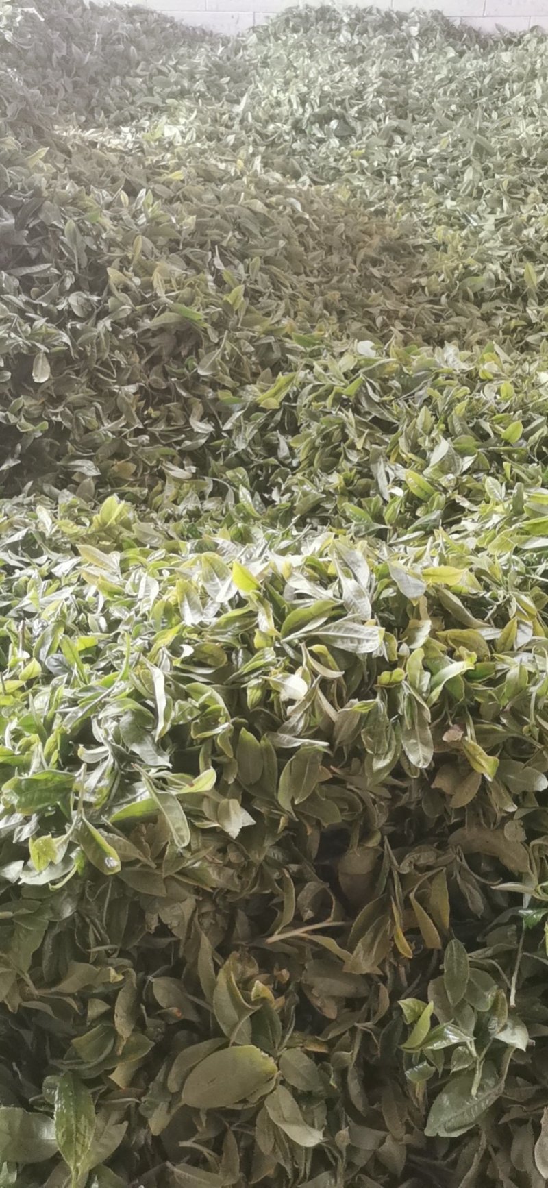 普洱茶茶叶
