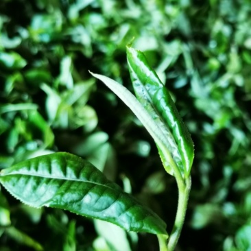 普洱茶茶叶