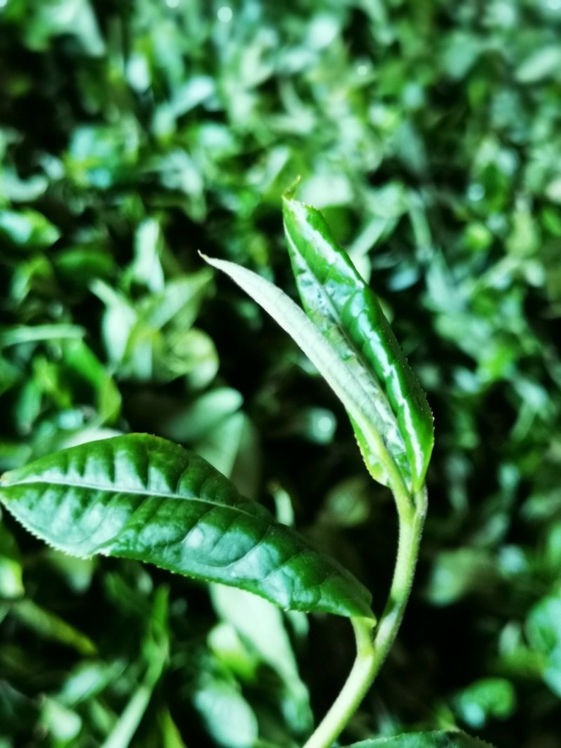 普洱茶茶叶