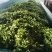 普洱茶茶叶