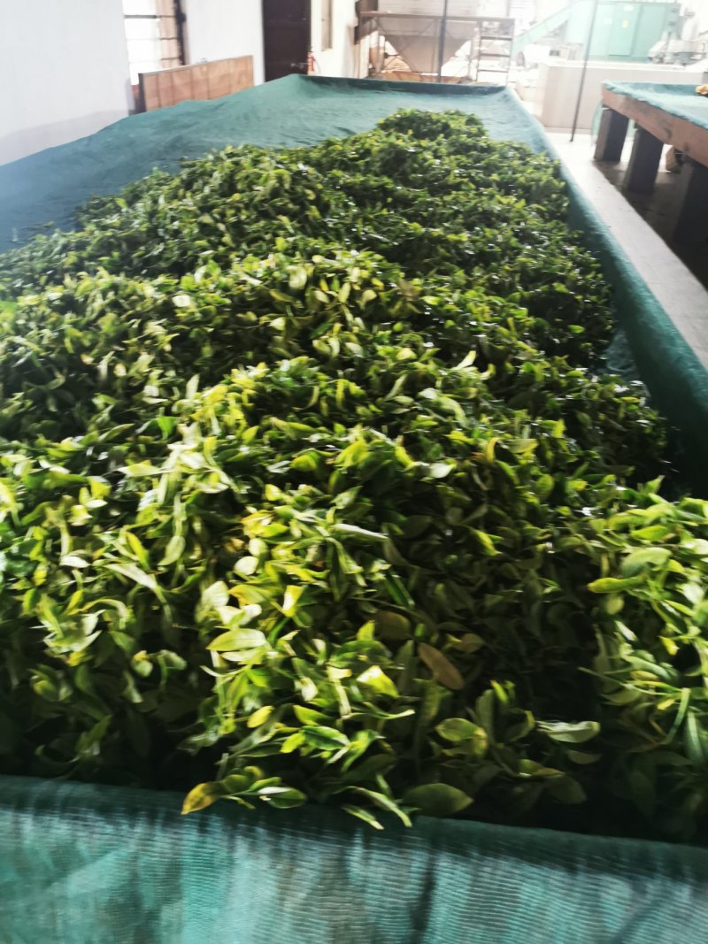 普洱茶茶叶