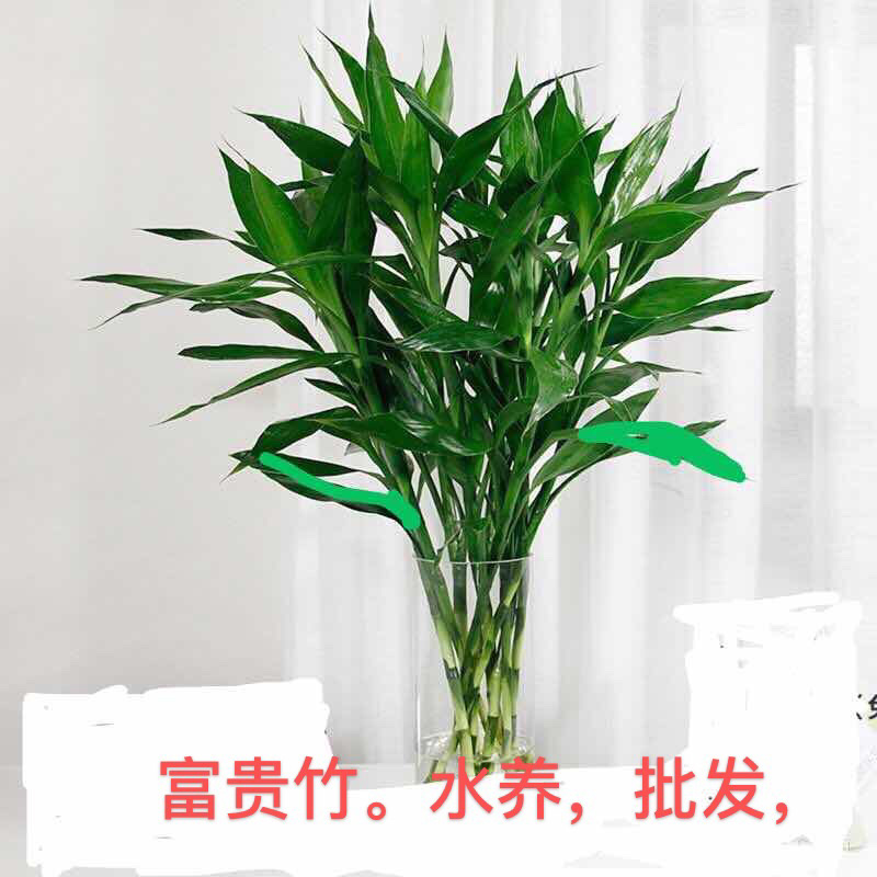 可一件代发，富贵竹，红竹，基地直销，价格实惠，质量保证