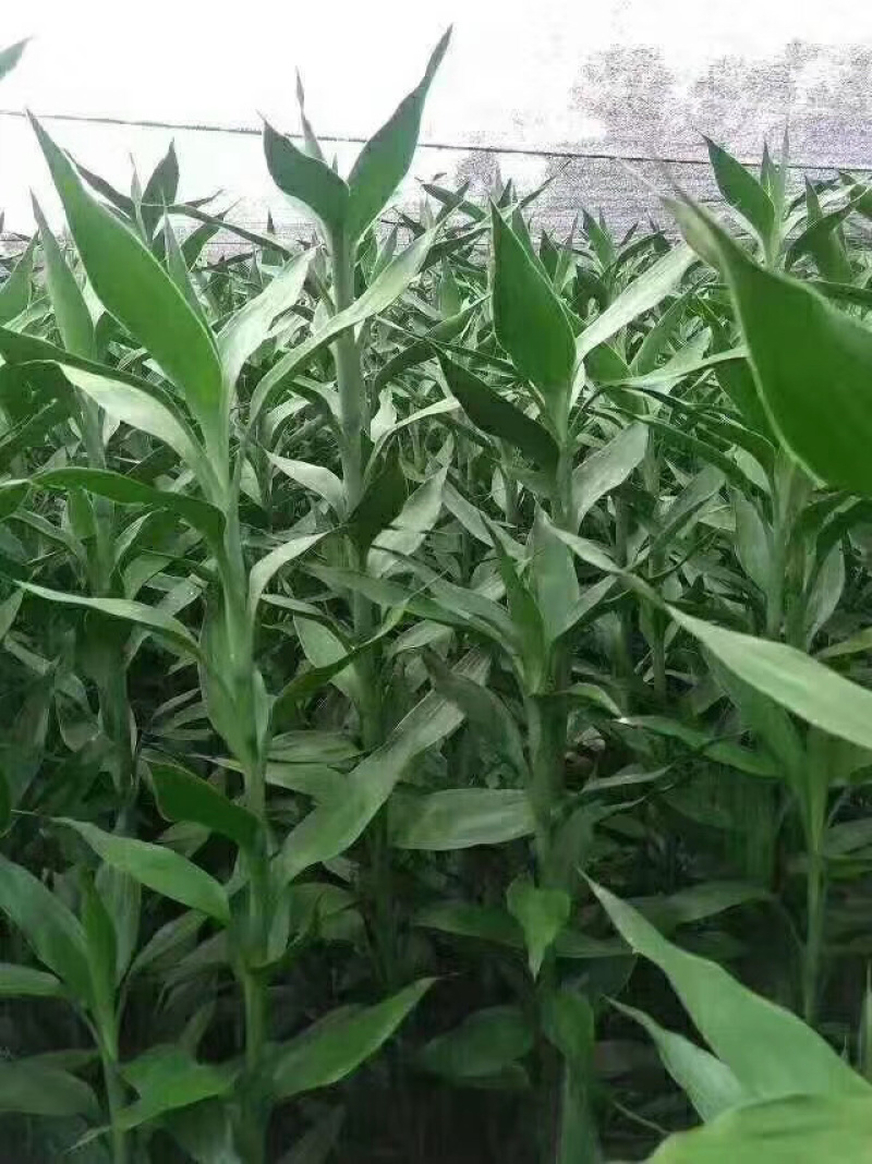可一件代发，富贵竹，红竹，基地直销，价格实惠，质量保证