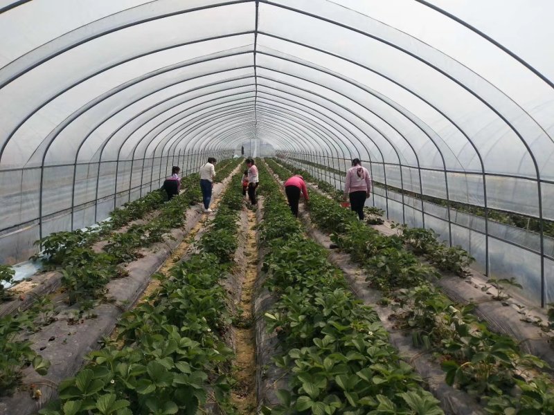 蔬菜大棚种植大棚育苗大棚草莓大棚镀锌钢管支持定制