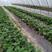蔬菜大棚种植大棚育苗大棚草莓大棚镀锌钢管支持定制