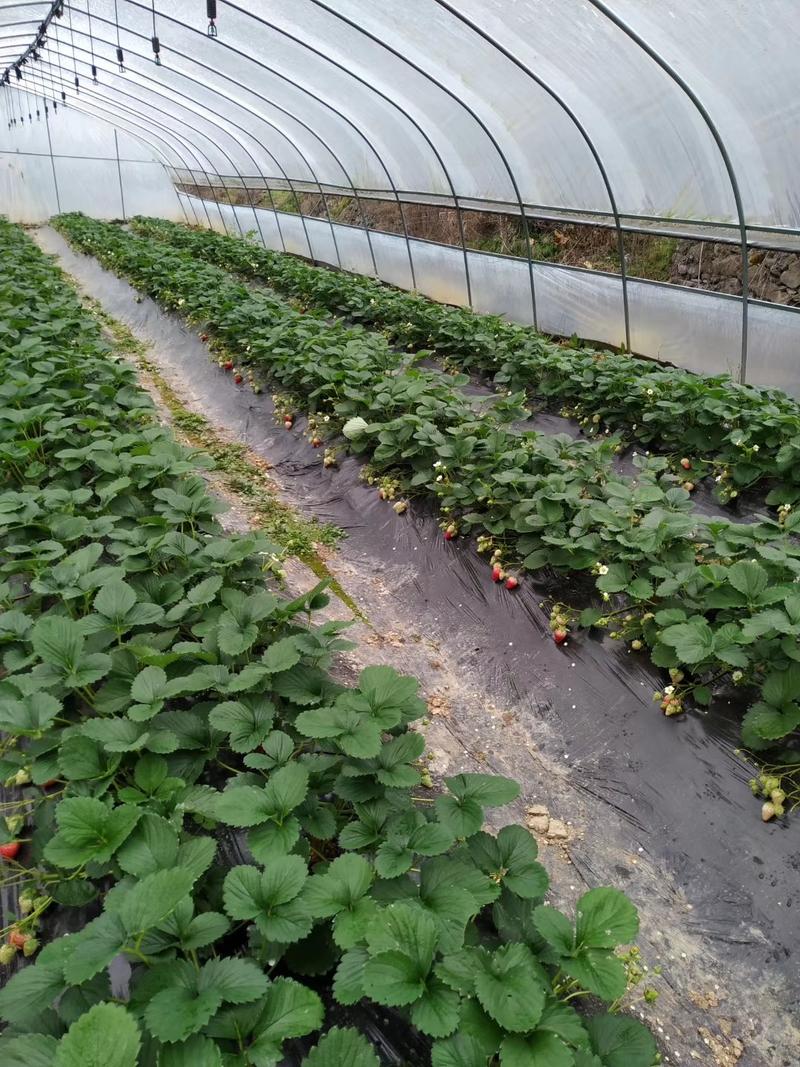蔬菜大棚种植大棚育苗大棚草莓大棚镀锌钢管支持定制
