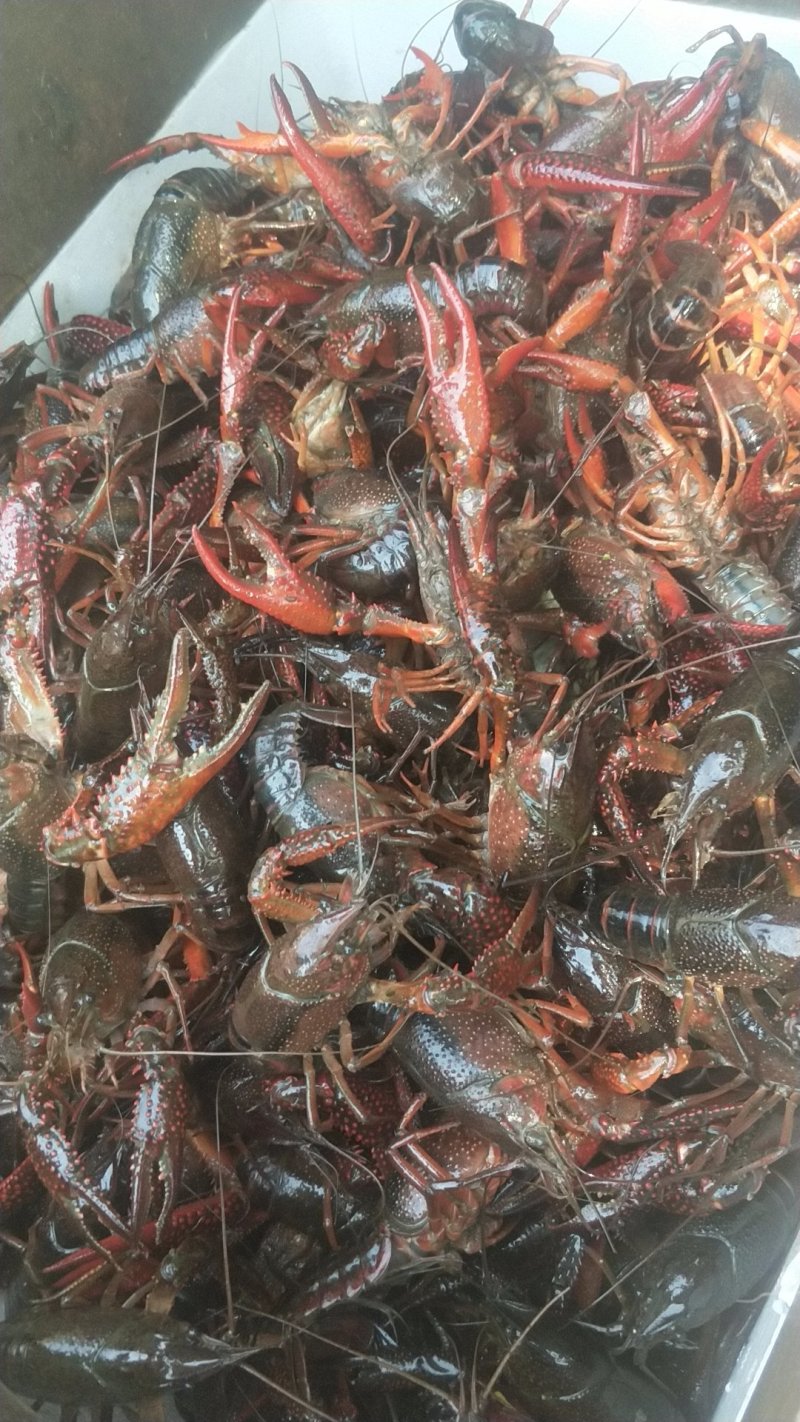 龙虾常德安乡.各种规格