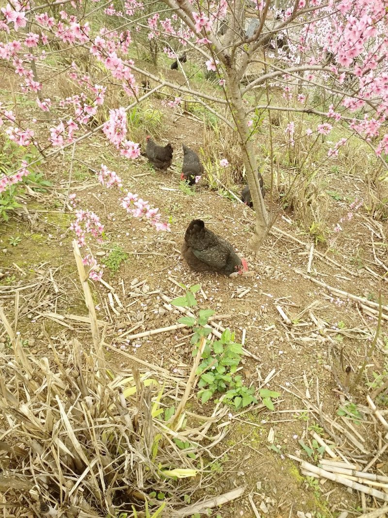 卖土鸡蛋