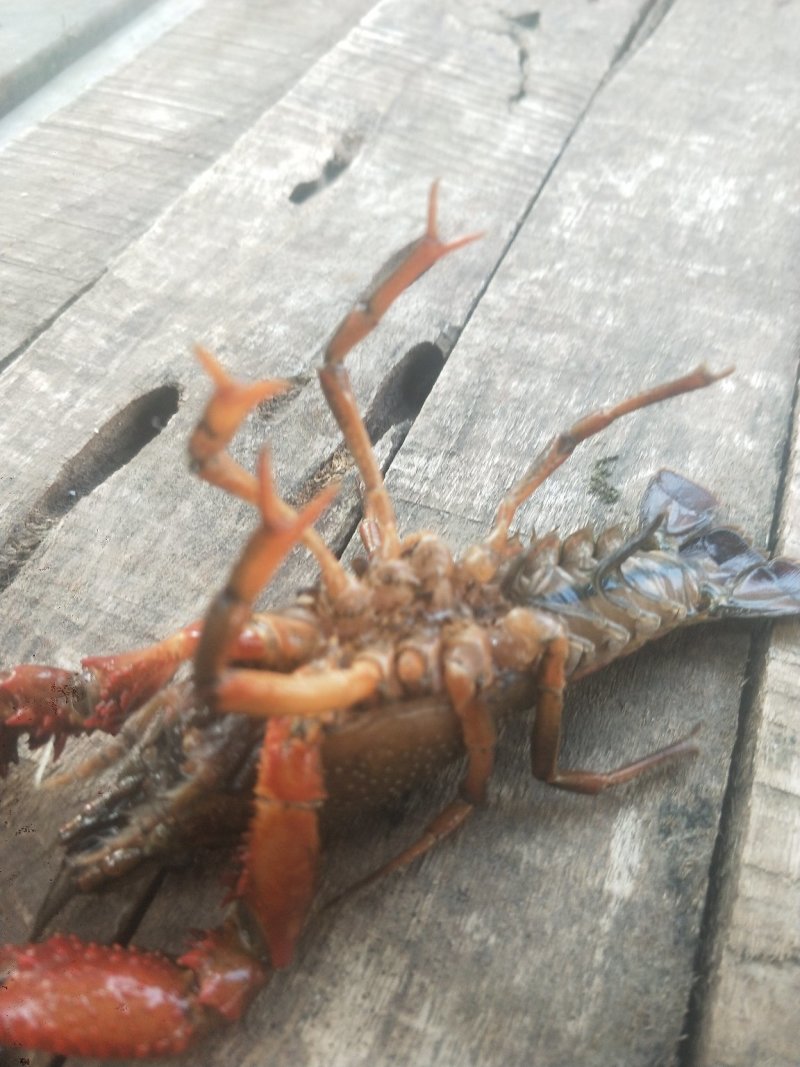 龙虾常德安乡.各种规格