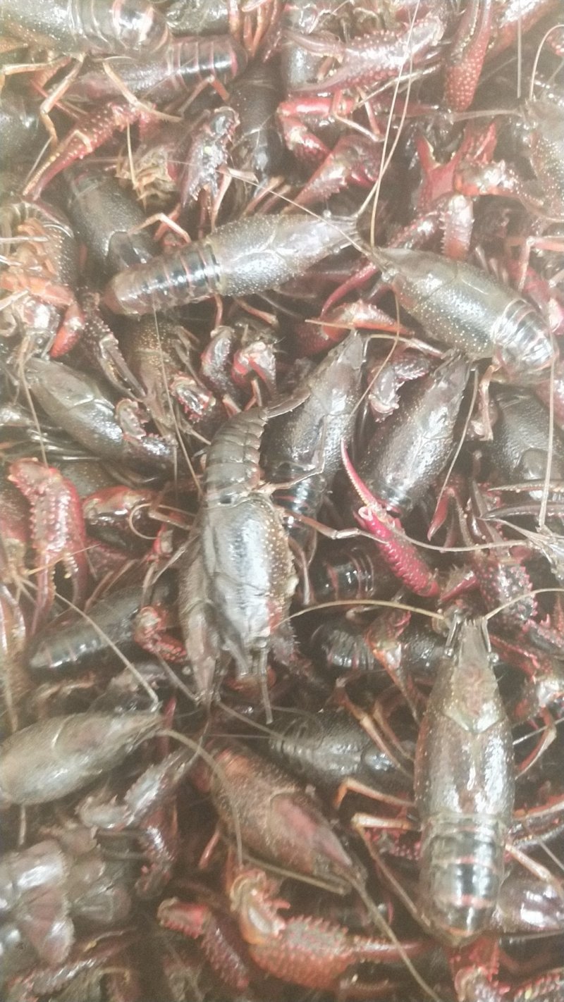 龙虾常德安乡.各种规格