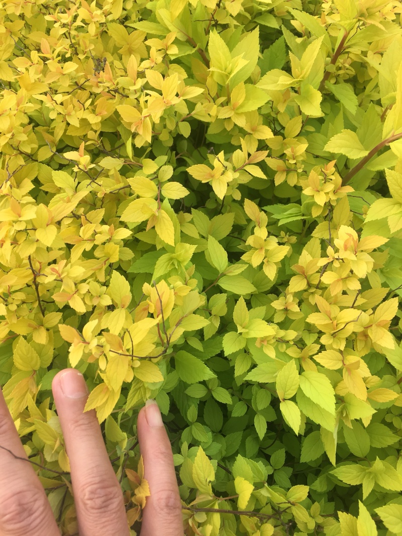 金山绣线菊绣线菊高度40左右，现挖现卖