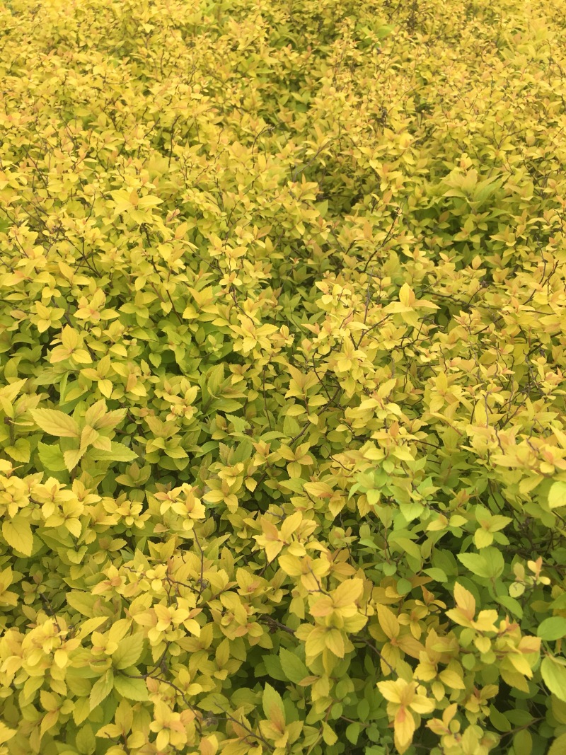 金山绣线菊绣线菊高度40左右，现挖现卖