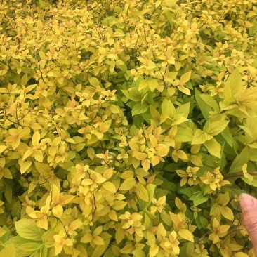 金山绣线菊绣线菊高度40左右，现挖现卖