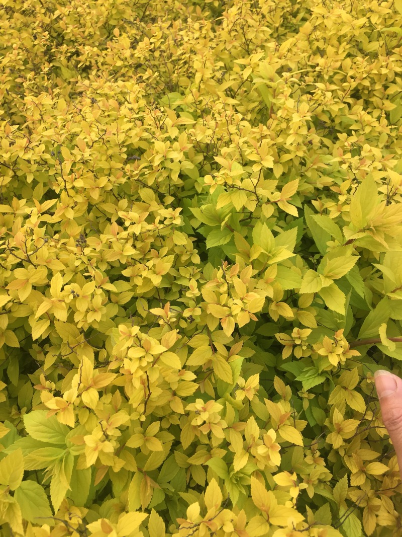 金山绣线菊绣线菊高度40左右，现挖现卖